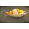 Barbu schuberti gold, élevage. poisson tropical, Magasin, VPC
