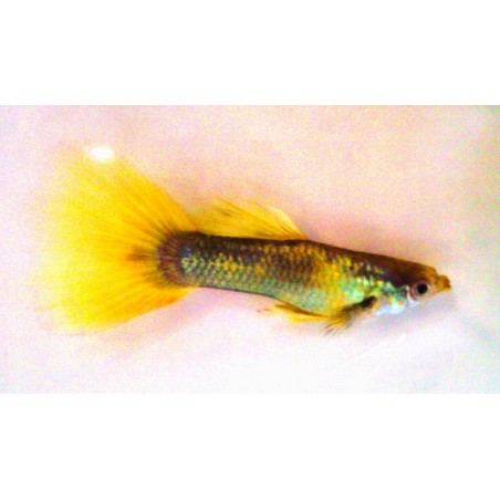 Guppys mâle sélection golden, élevage tropical, Magasin,Vente en ligne