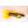 Guppys mâle sélection golden, élevage tropical, Magasin,Vente en ligne