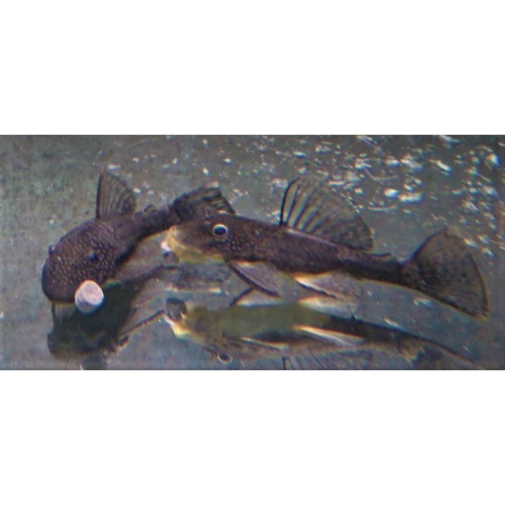 Ancistrus brun en aquarium – Ancistrus sp.