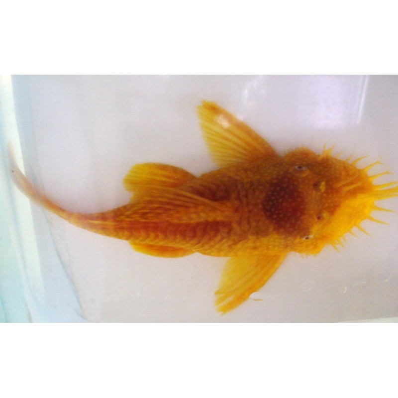Ancistrus albinos gold, élevage. poisson nettoyeur Magasin, Vente en l