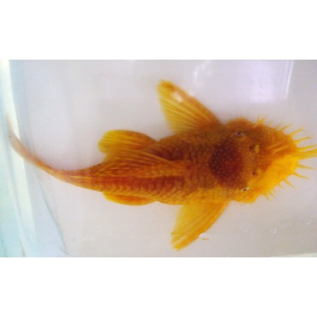 Ancistrus albinos gold, élevage. poisson nettoyeur Magasin, Vente en l