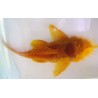Ancistrus albinos gold, élevage. poisson nettoyeur Magasin, Vente en l