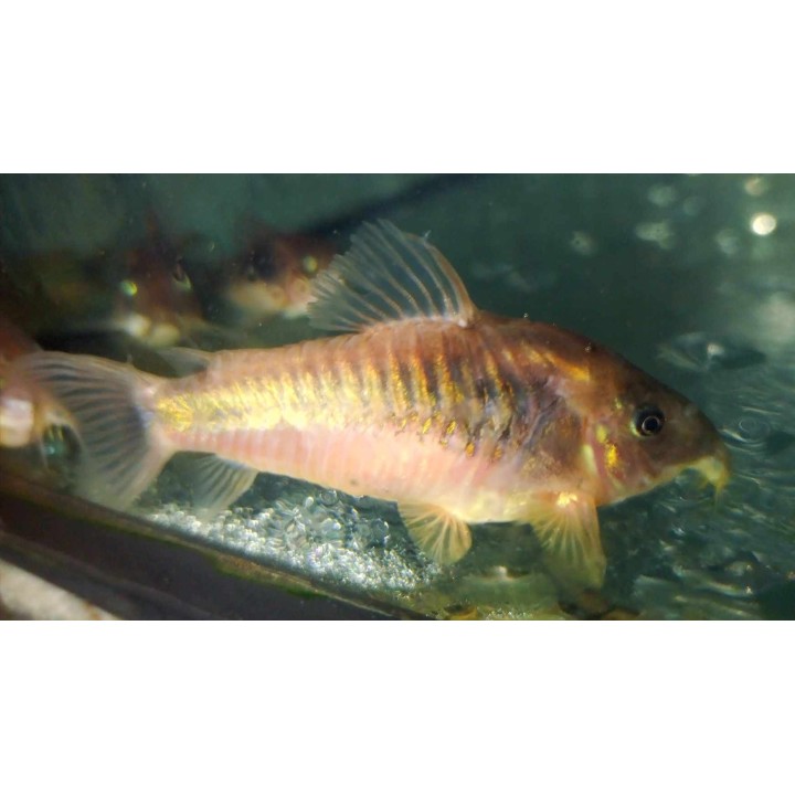 Corydoras bronze en aquarium – Corydoras aeneus