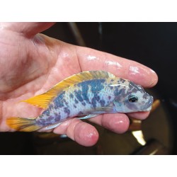 Metriaclima mbenji Mbenji Island Mcat avec femelles OB 5-7cm élevage