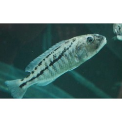 Aristochromis christyi 11-15cm