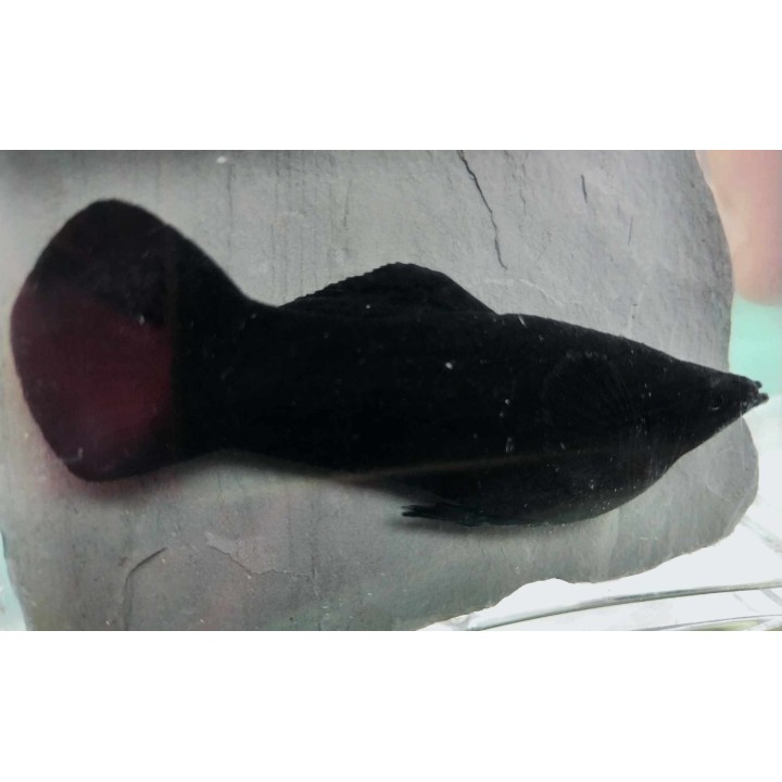 Molly sphenops - Black Molly