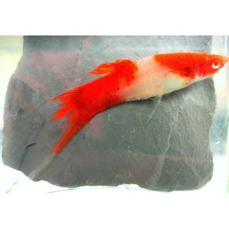 Xypho Rouge sélection Kohaku  4cm