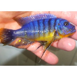 Metriaclima fainzilberi Makonde F1 – cichlidé Mbuna bleu du lac Malawi 6-9 cm