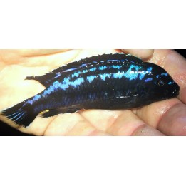 Pseudotropheus interruptus Chiwi Rocks – cichlidé Malawi bleu