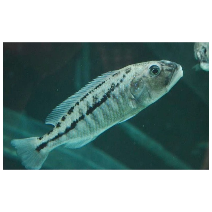 Aristochromis christyi – jeune cichlidé du lac Malawi à bande latérale sombre