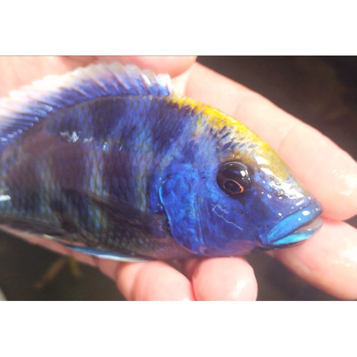 Nimbochromis venustus 10-12cm