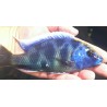 Nimbochromis venustus élevage