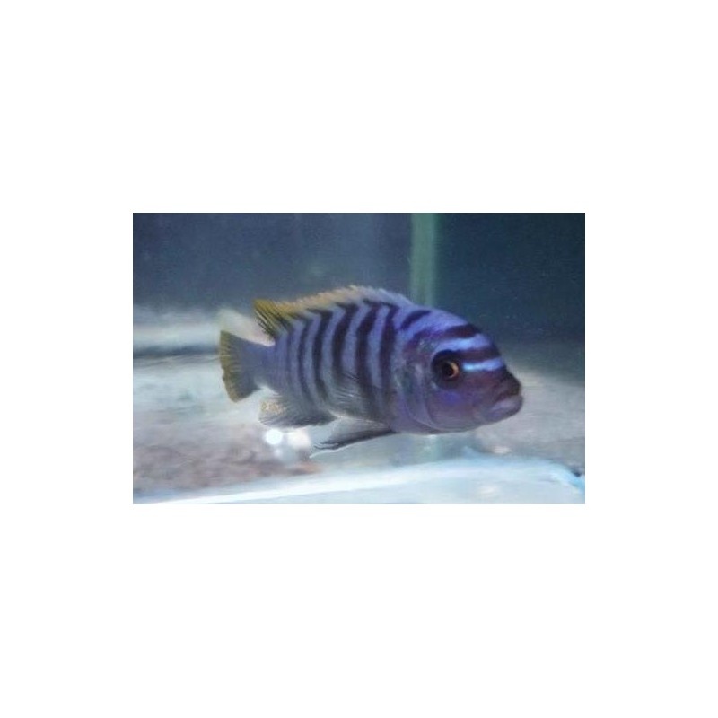 Cynotilapia zebroides Mbenji Sauvage