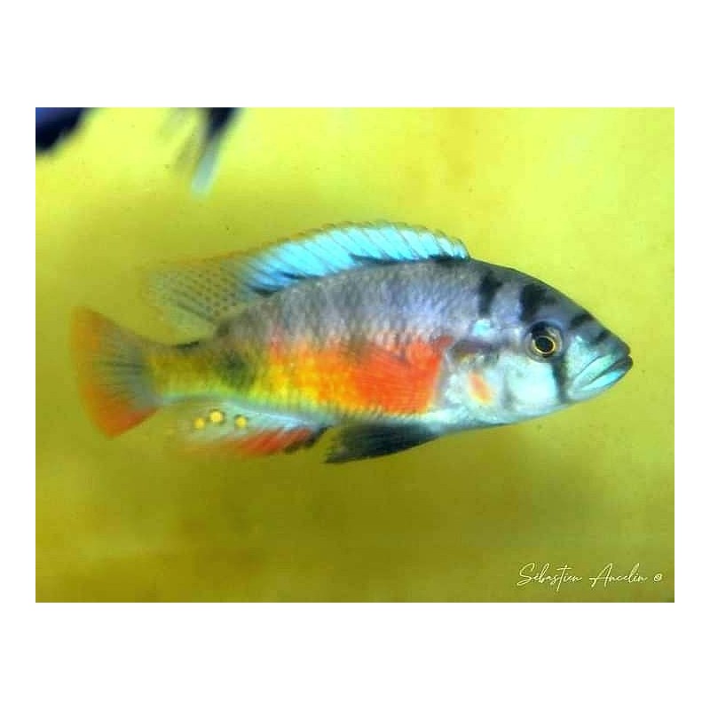 Haplochromis melanopterus Makobe