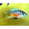 Haplochromis melanopterus Makobe