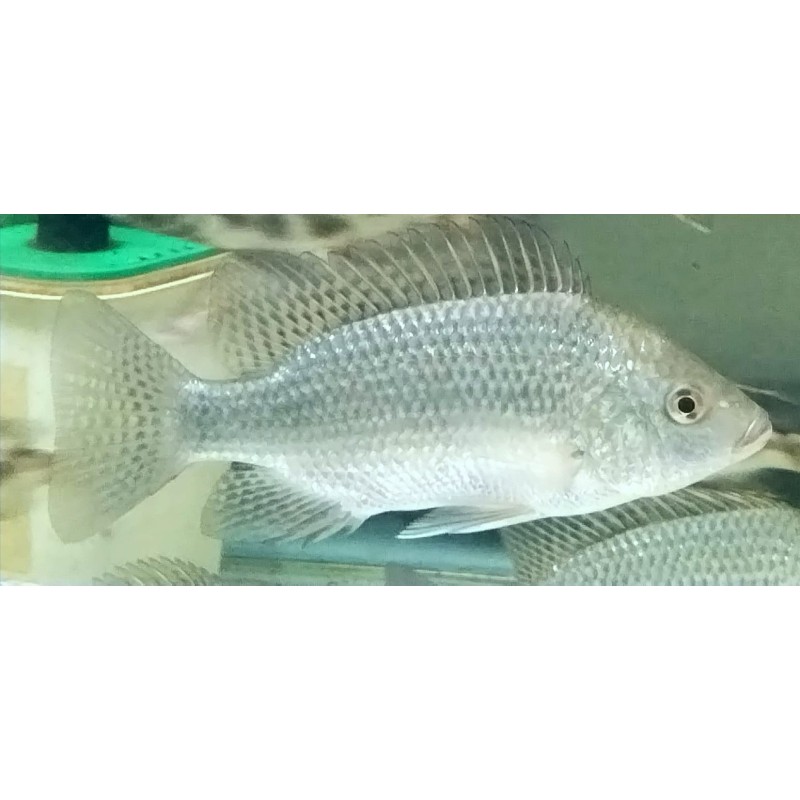 Oreochromis tanganicae Tanganyika Tilapia XL