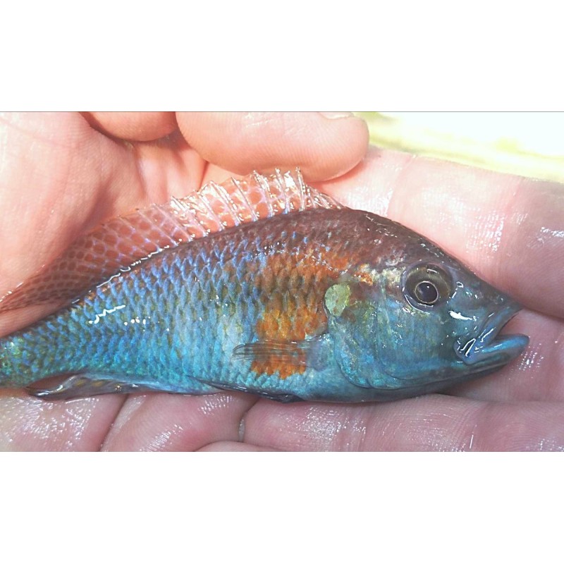 Astatotilapia burtoni Bujumbura  8-10cm