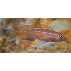 Paracyprichromis nigripinnis Blue neon 5-7cm