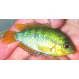 Herotilapia multispinosa 6-9 cm – American Cichlid | NeoTropic