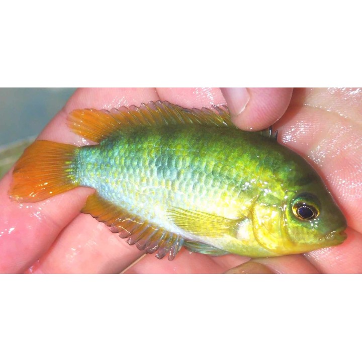 Cichlidé arc-en-ciel – Herotilapia multispinosa