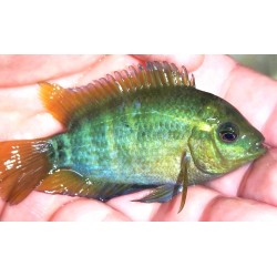 Herotilapia multispinnosa Cichlasoma Elevage Cichlidés américain.