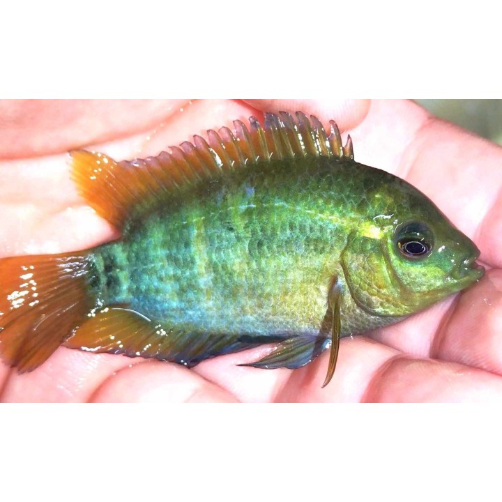 Herotilapia multispinosa – cichlidé arc-en-ciel d’Amérique centrale