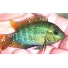 Herotilapia multispinnosa Cichlasoma Elevage Cichlidés américain.
