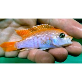 Metriaclima pyrsonotos Nakantenga F1 – mâle O cichlidé Mbuna du lac Malawi 5-7 cm