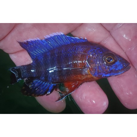 Aulonocara stuartgranti (red flush) Narungu F1 (1er import)- 6-9cm