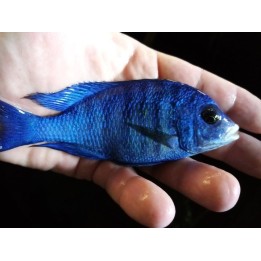 Placidochromis sp. phenochilus Mdoka – cichlidé bleu du lac Malawi 7-9 cm