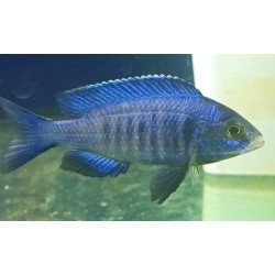 Placidochromis sp.phenocilus Mdoka 6-9cm