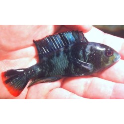 Haplochromis chromogynos 5-7cm