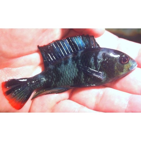 Haplochromis chromogynos 5-7cm