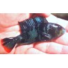 Haplochromis chromogynos 5-7cm