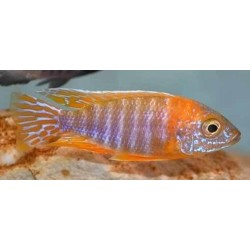 Aulonocara sp.stuartgranti maleri Chidunga