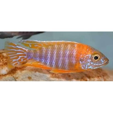 Aulonocara sp.stuartgranti maleri Chidunga