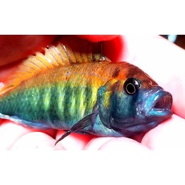 Pundamilia nyererei Python Island 5-6 cm | NeoTropic