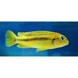 Pseudotropheus johanni Narungu F1 9-12cm