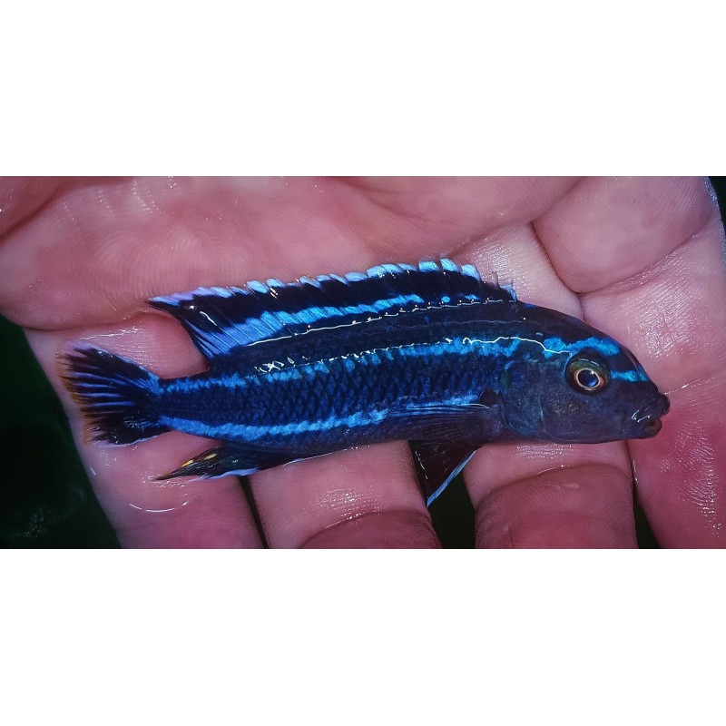 Pseudotropheus johanni Narungu F1 9-12cm