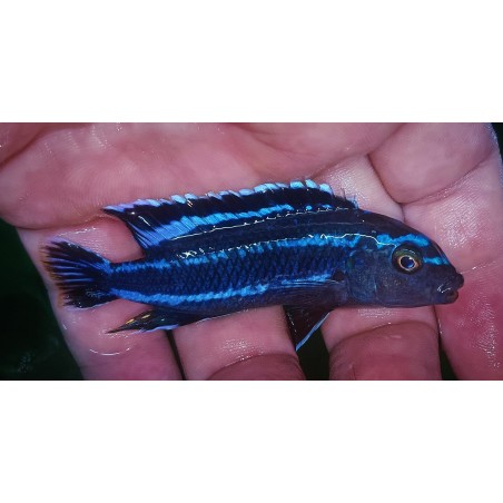 Pseudotropheus johanni Narungu F1 9-12cm