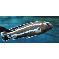 Pseudotropheus johanni Narungu F1 9-12cm