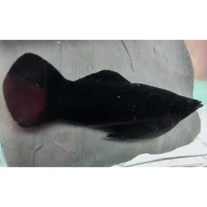 Molly sphenops Black XL, élevage tropical vivipare, Magasin, VPC