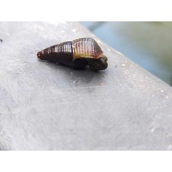 Thylomelania, escargot élevage tropical, Magasin, Vente en ligne