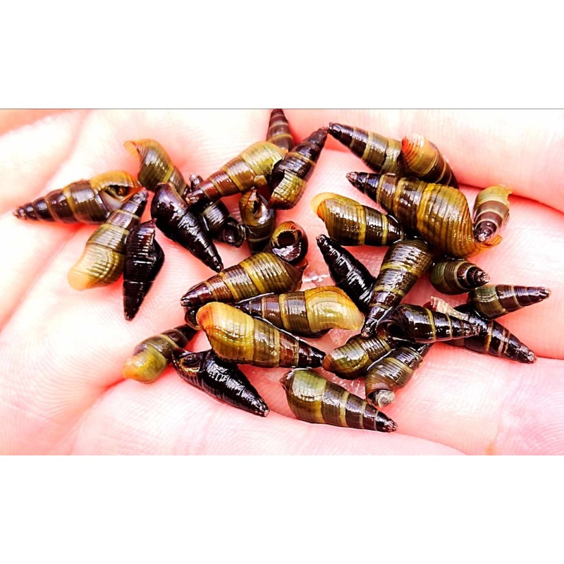 Thylomelania, escargot élevage tropical, Magasin, Vente en ligne
