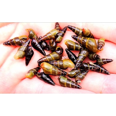 Thylomelania, escargot élevage tropical, Magasin, Vente en ligne