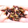 Thylomelania, escargot élevage tropical, Magasin, Vente en ligne