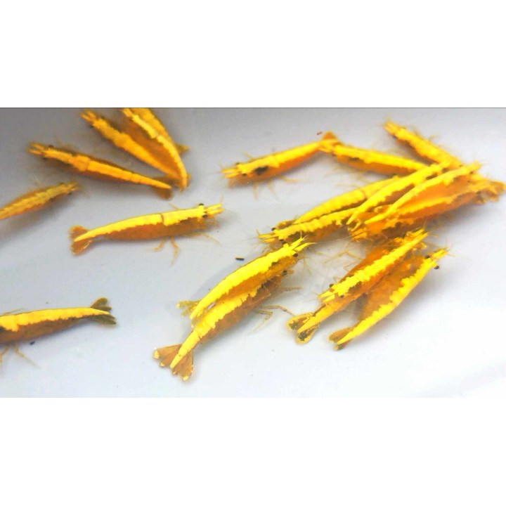 Crevettes Yellow Fire – Neocaridina davidi Grade A