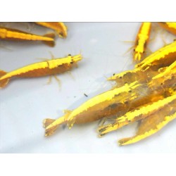 Crevette davidi Yellow fire Grade A 1.5-2cm lots