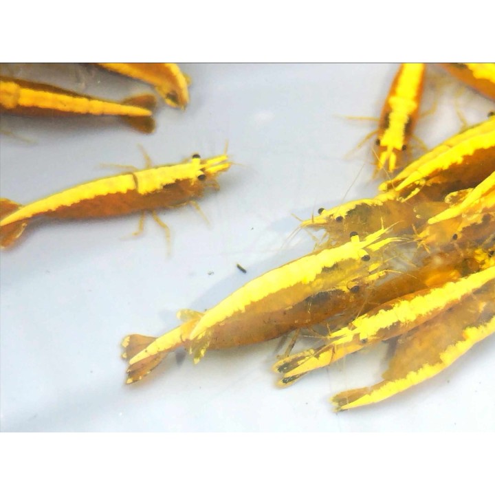 Neocaridina Yellow Fire – crevettes jaunes d’aquarium